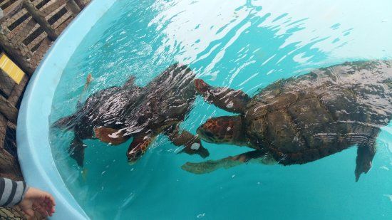 Open Sea Turtle Museum